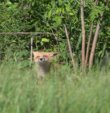 Fox kit with floppy ears peeking through the grass.