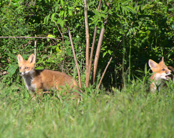 Two fox kits peering through grass, one intent and the other yawning at a bird.